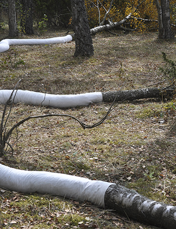 Four_Trees_Fell_Silent6.jpg<