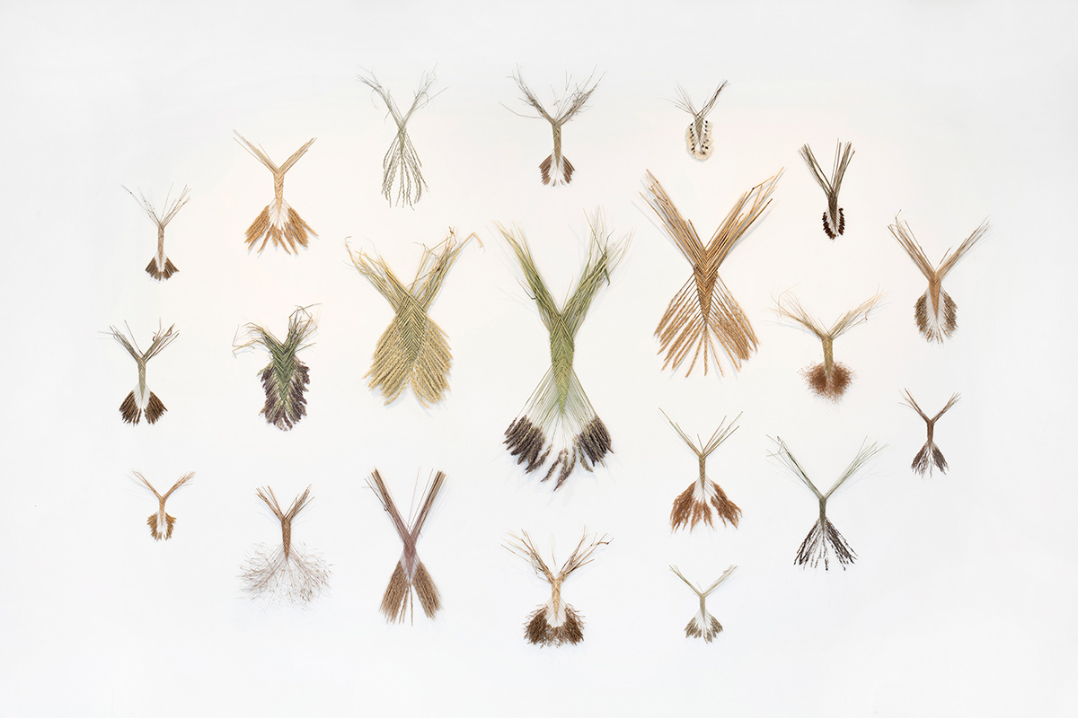 Grødegejster_Agerånder_Øystein_Thorvaldsen1.jpg<